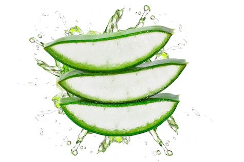 Aufgeschnittenes Aloe Vera Blatt zur herstellung von Aloe Vera Gel