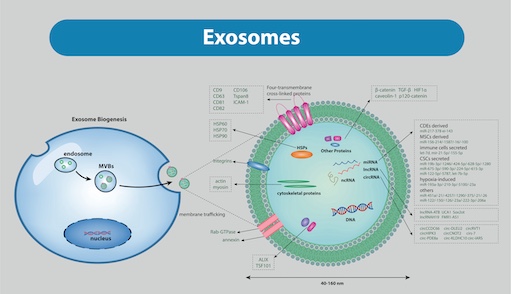 Exosome in der Kosmetik und beim Microneedling