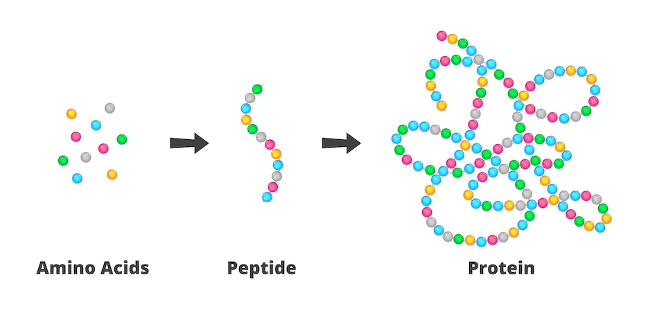 Darstellung: Umwandlung von Aminosäure in Peptide und dann in Proteine wie z.B. Kollagen