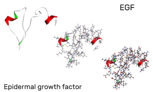 Epidermale Wachstumsfaktoren Epidermale Wachstumsfaktoren - Epidermal Growth Factors - EGF